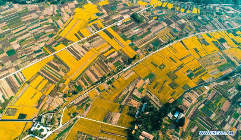 Paysage de rizières dans le nord de la Chine