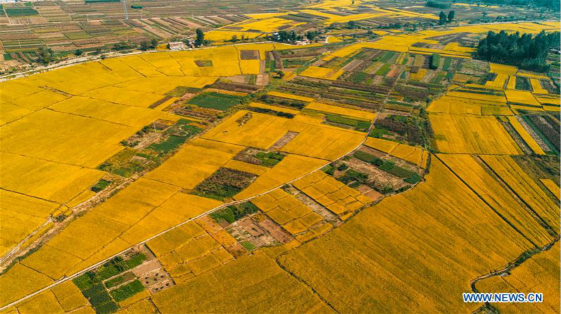 Paysage de rizières dans le nord de la Chine