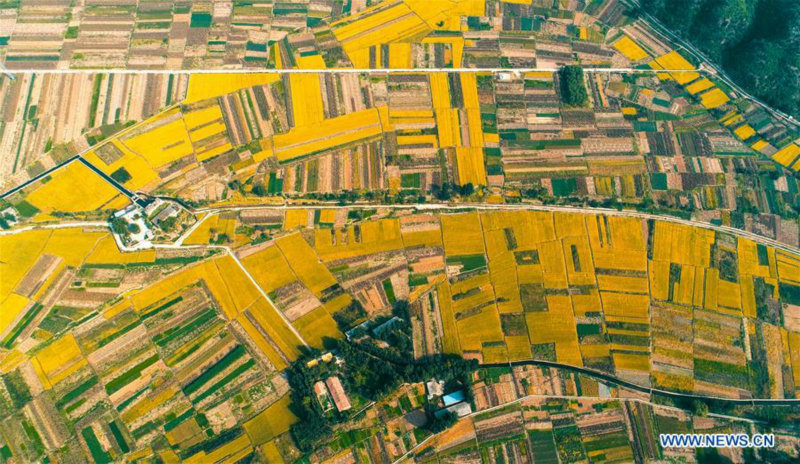 Paysage de rizières dans le nord de la Chine