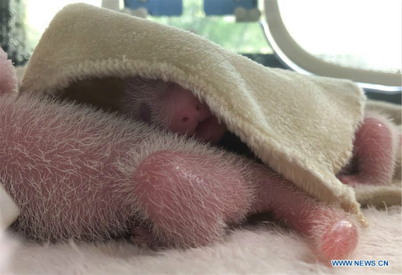 Chine : naissance de jumeaux pandas à Chengdu