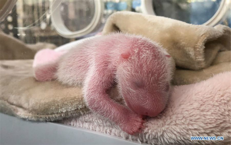 Chine : naissance de jumeaux pandas à Chengdu