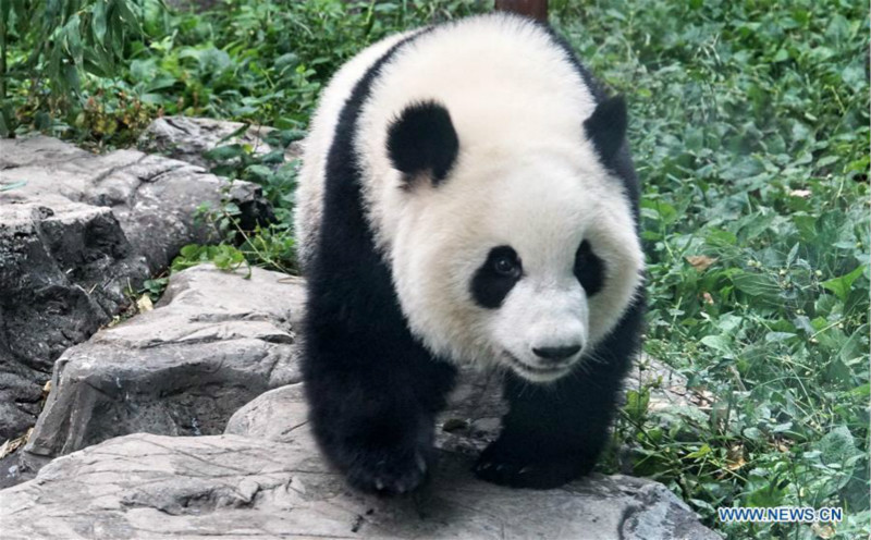 Débuts publics des pandas géants jumeaux Mengbao et Mengyu à Beijing