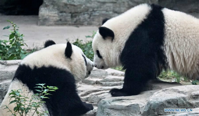 Débuts publics des pandas géants jumeaux Mengbao et Mengyu à Beijing