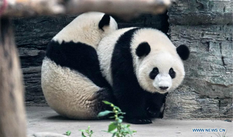 Débuts publics des pandas géants jumeaux Mengbao et Mengyu à Beijing