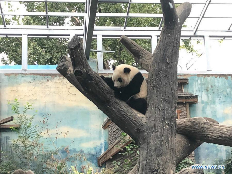 Débuts publics des pandas géants jumeaux Mengbao et Mengyu à Beijing