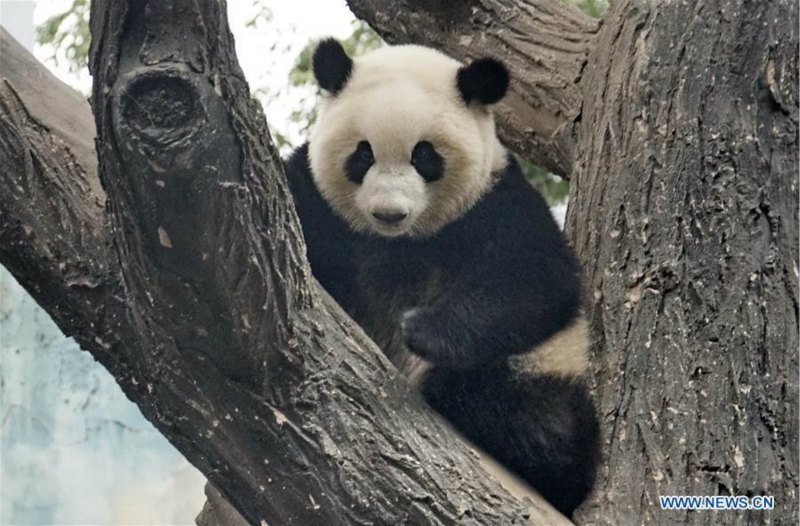 Débuts publics des pandas géants jumeaux Mengbao et Mengyu à Beijing