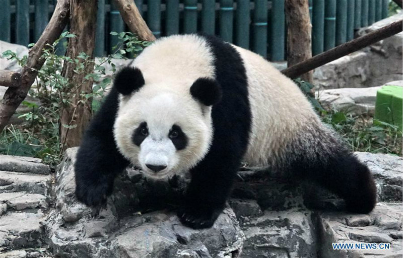 Débuts publics des pandas géants jumeaux Mengbao et Mengyu à Beijing