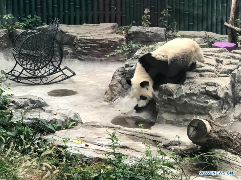 Débuts publics des pandas géants jumeaux Mengbao et Mengyu à Beijing