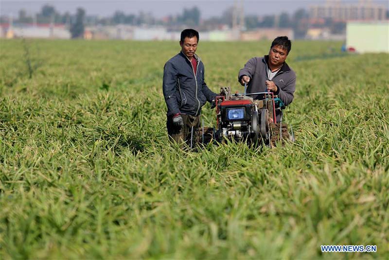 Récolte de gingembres dans le nord de la Chine