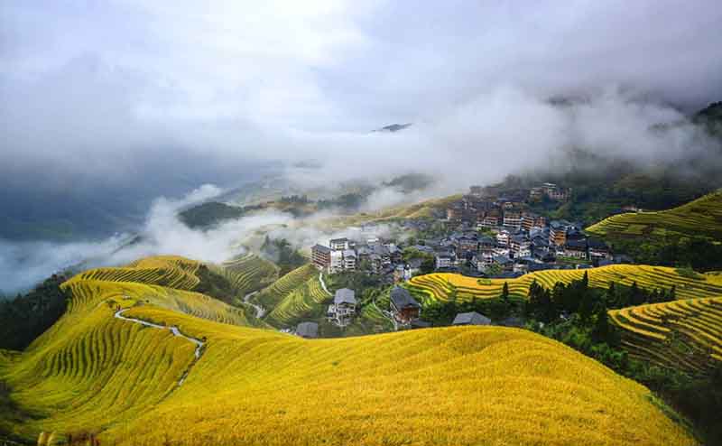 Les rizières dorées du sud de la Chine attirent les touristes 