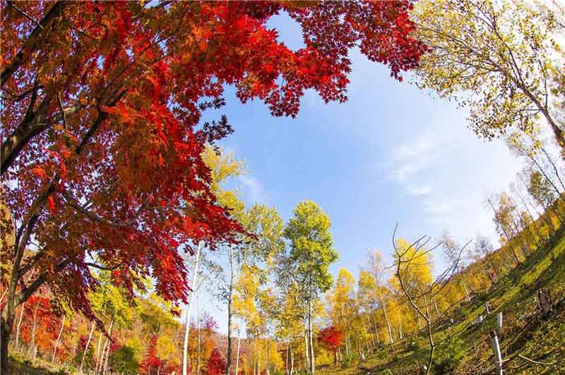 Des photographies capturent des couleurs éblouissantes dans le nord-est de la Chine