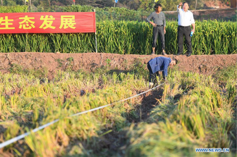 Le riz hybride de troisième génération enregistre un rendement élevé en Chine