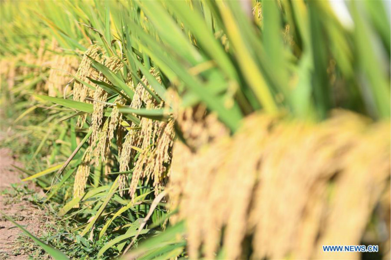 Le riz hybride de troisième génération enregistre un rendement élevé en Chine