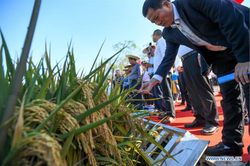 Le riz hybride de troisième génération enregistre un rendement élevé en Chine