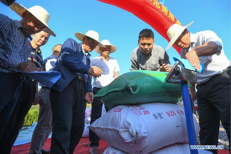 Le riz hybride de troisième génération enregistre un rendement élevé en Chine