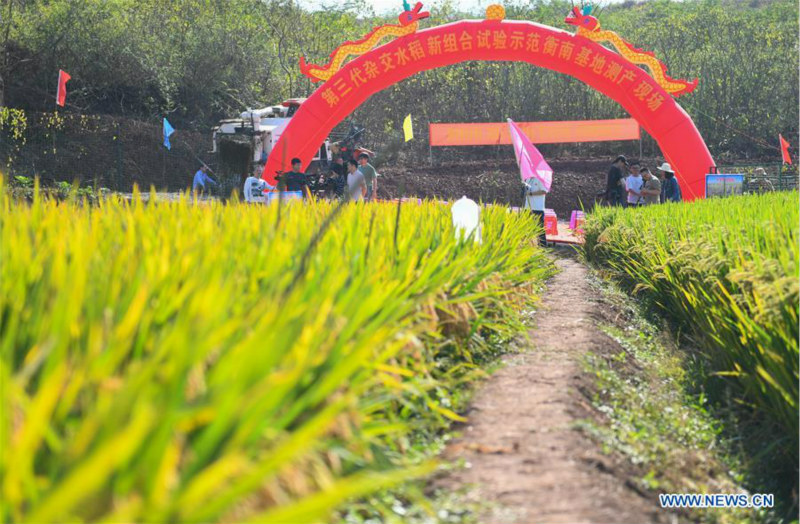 Le riz hybride de troisième génération enregistre un rendement élevé en Chine