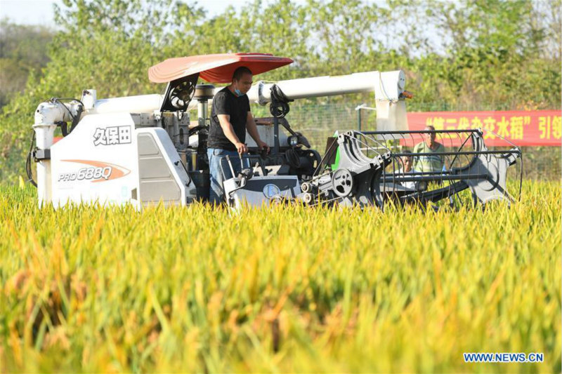 Le riz hybride de troisième génération enregistre un rendement élevé en Chine