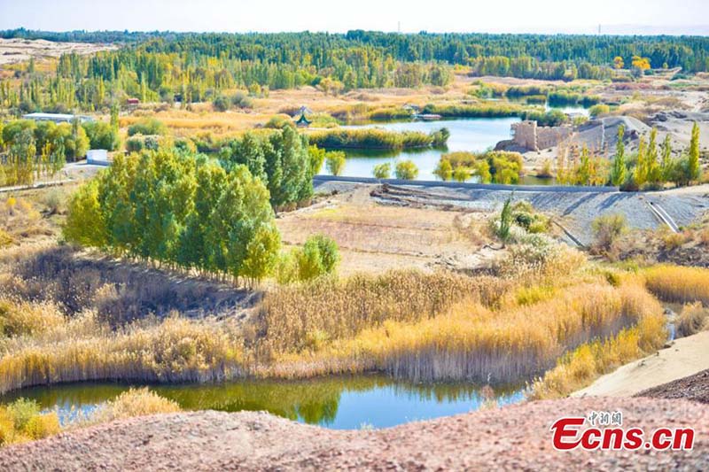 Gansu : la forêt de peupliers du désert devient une attraction touristique