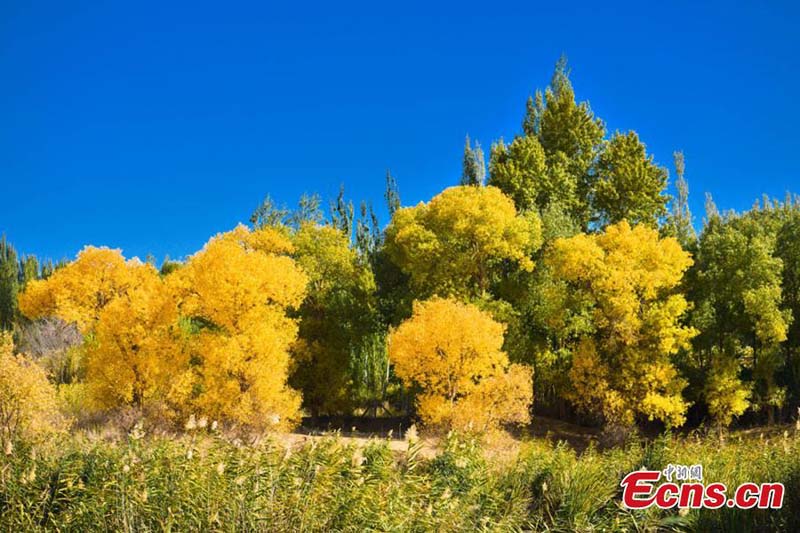 Gansu : la forêt de peupliers du désert devient une attraction touristique