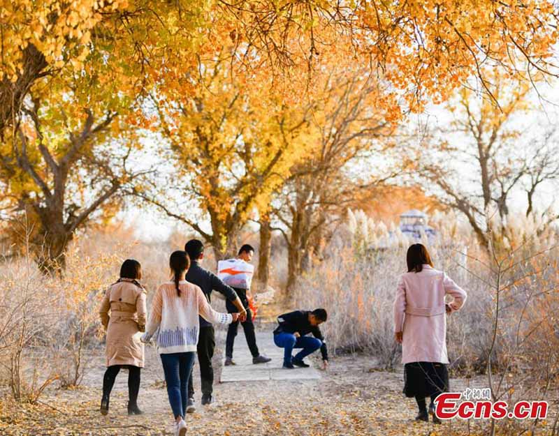 Gansu : la forêt de peupliers du désert devient une attraction touristique