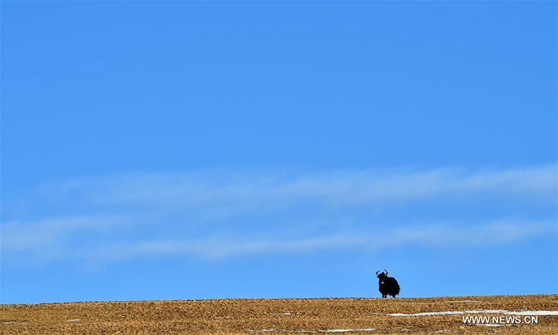 Tibet : des animaux sauvages parcourent une prairie du comté de Shuanghu, à Naqu