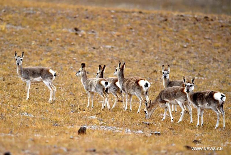 Tibet : des animaux sauvages parcourent une prairie du comté de Shuanghu, à Naqu