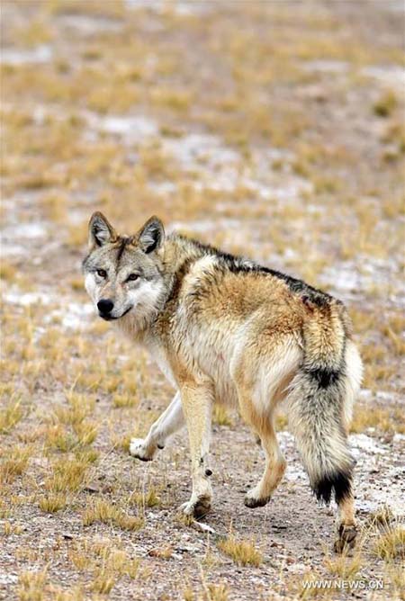 Tibet : des animaux sauvages parcourent une prairie du comté de Shuanghu, à Naqu