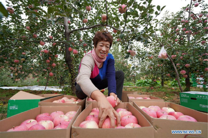 La récolte des pommes à Neiqiu, dans la province du Hebei