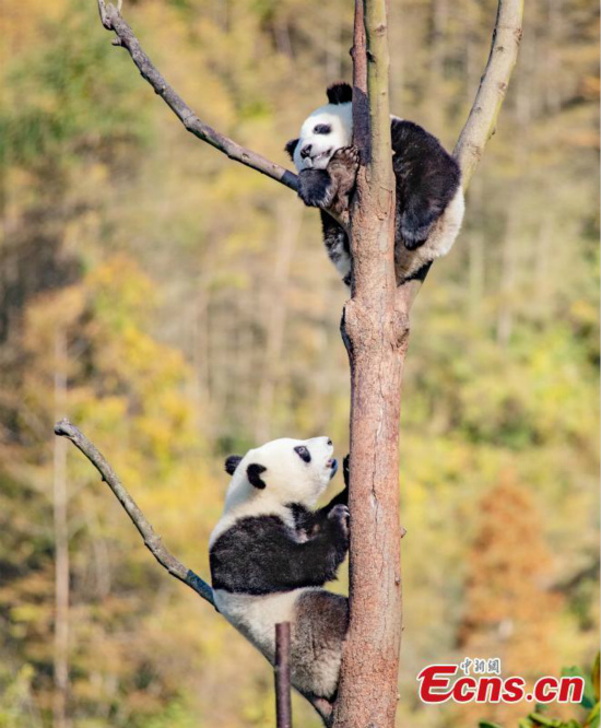 Les pandas géants s'amusent dans la réserve de Wolong