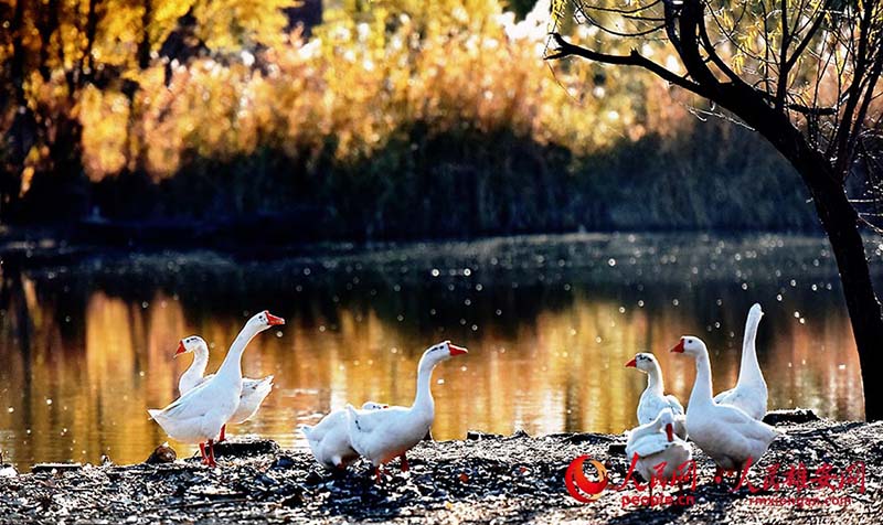 La fin de l'automne dans la Nouvelle Zone de Xiong'an