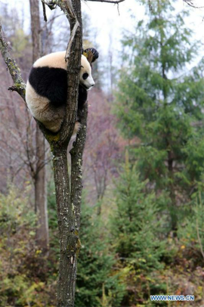 Ouverture du parc de recherche et de conservation du panda géant de Jiawuhai dans le sud-ouest de la Chine