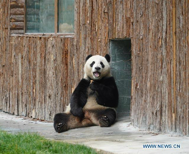 Ouverture du parc de recherche et de conservation du panda géant de Jiawuhai dans le sud-ouest de la Chine