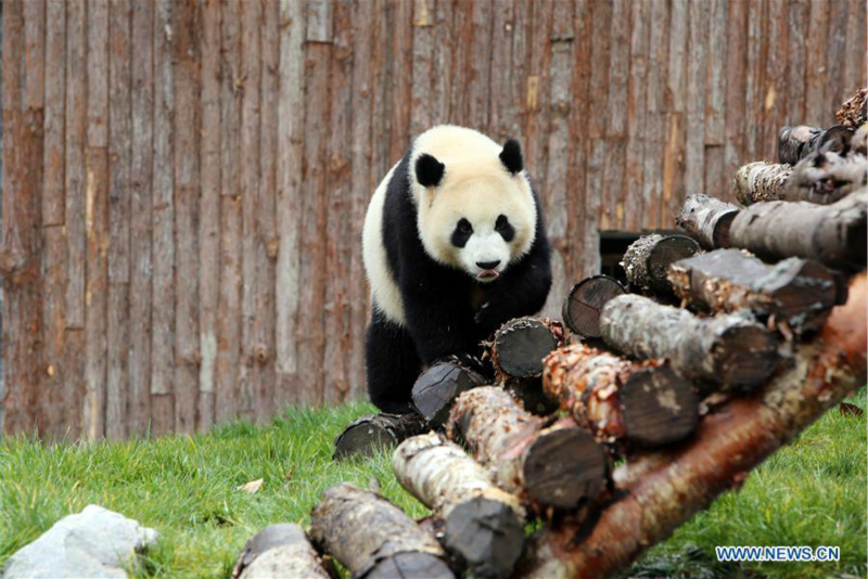 Ouverture du parc de recherche et de conservation du panda géant de Jiawuhai dans le sud-ouest de la Chine