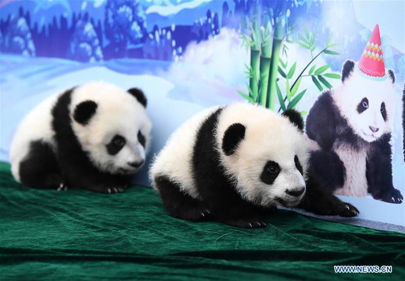 Shaanxi : trois bébés pandas géants rencontrent le public à Xi'an