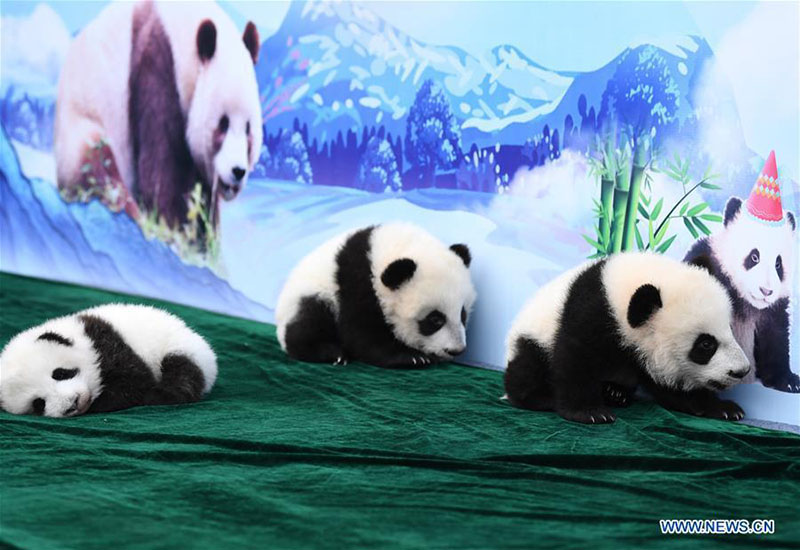 Shaanxi : trois bébés pandas géants rencontrent le public à Xi'an