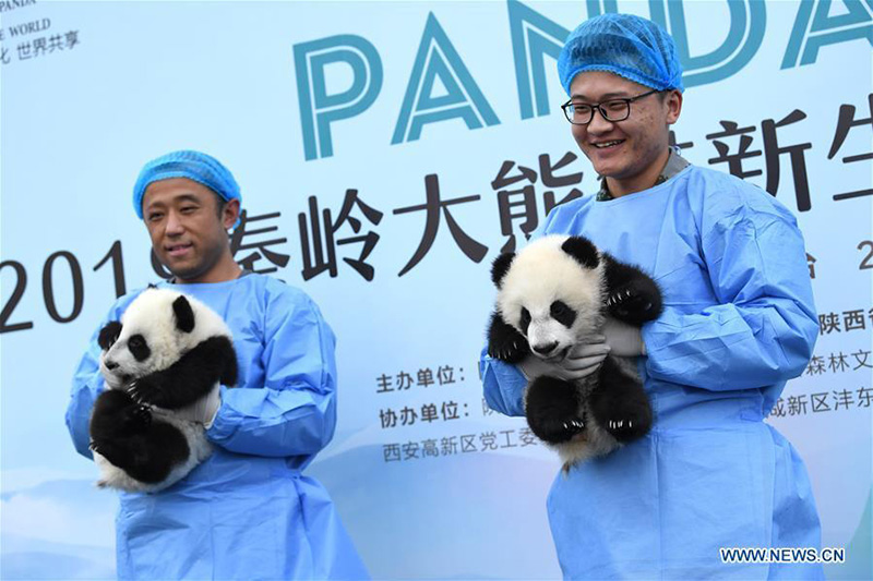 Shaanxi : trois bébés pandas géants rencontrent le public à Xi'an