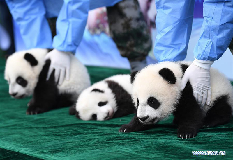 Shaanxi : trois bébés pandas géants rencontrent le public à Xi'an