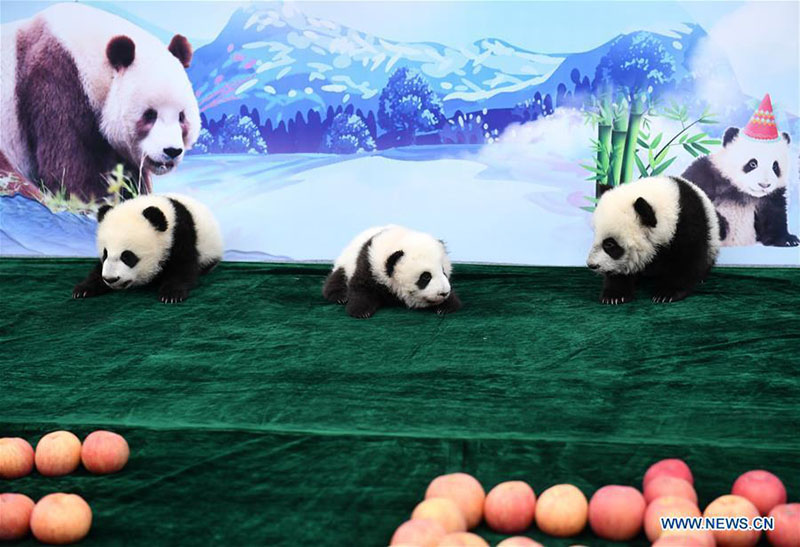 Shaanxi : trois bébés pandas géants rencontrent le public à Xi'an