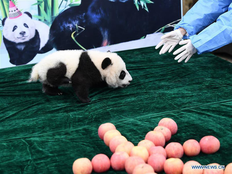 Shaanxi : trois bébés pandas géants rencontrent le public à Xi'an