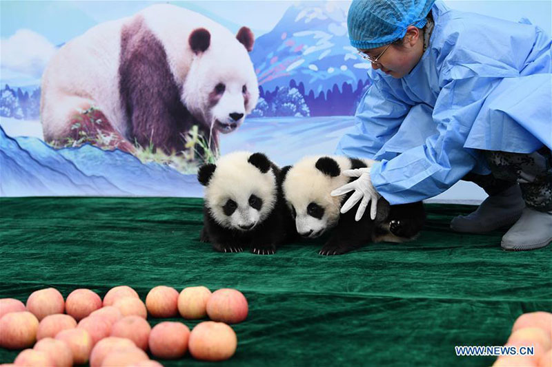 Shaanxi : trois bébés pandas géants rencontrent le public à Xi'an