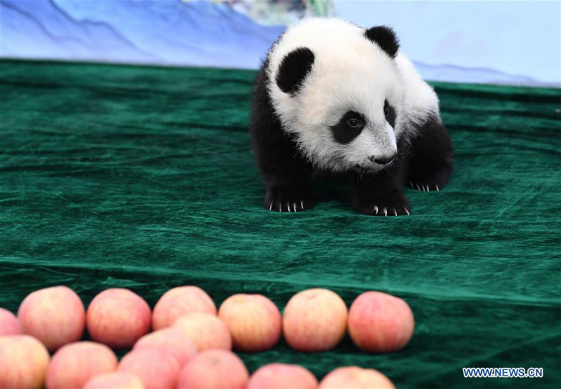 Shaanxi : trois bébés pandas géants rencontrent le public à Xi'an