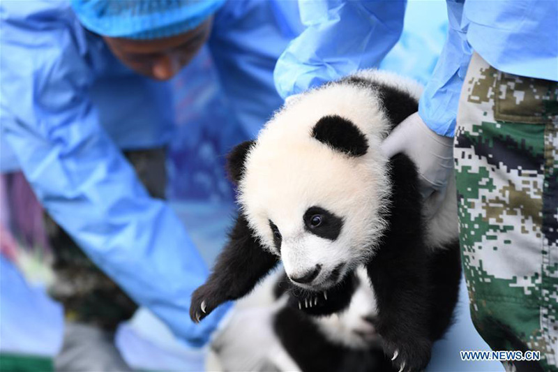 Shaanxi : trois bébés pandas géants rencontrent le public à Xi'an