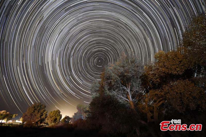 Xinjiang : le charme unique de la forêt du désert par une belle soirée étoilée