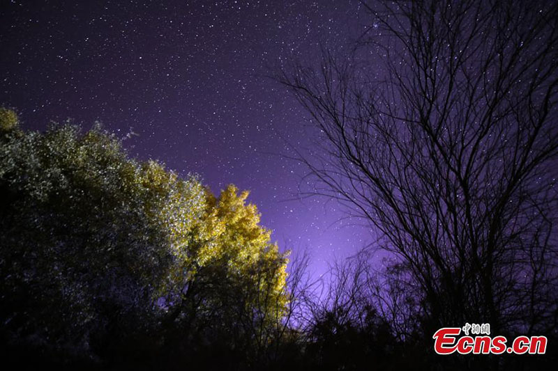 Xinjiang : le charme unique de la forêt du désert par une belle soirée étoilée