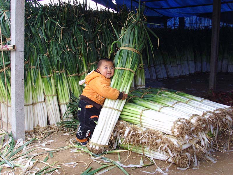 Un agriculteur remporte le prix du plus grand oignon vert chinois