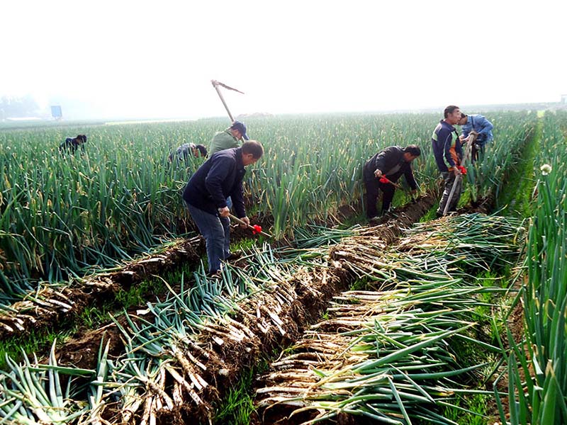 Un agriculteur remporte le prix du plus grand oignon vert chinois