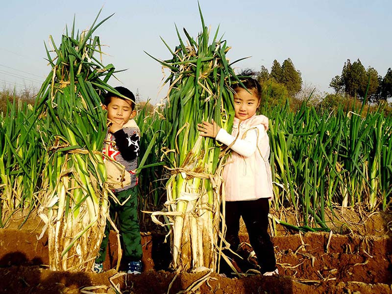 Un agriculteur remporte le prix du plus grand oignon vert chinois