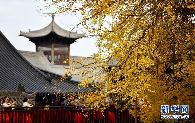 Les photos d'un ginkgo vieux de 1 400 ans deviennent virales