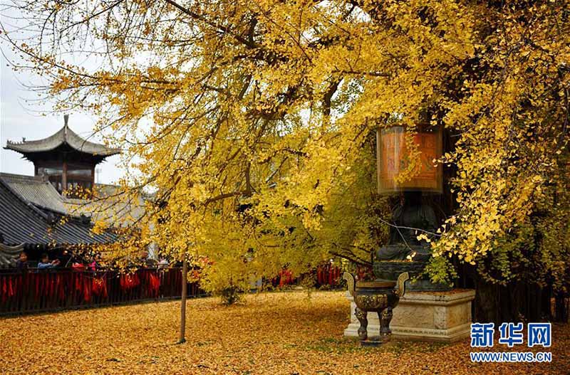 Les photos d'un ginkgo vieux de 1 400 ans deviennent virales