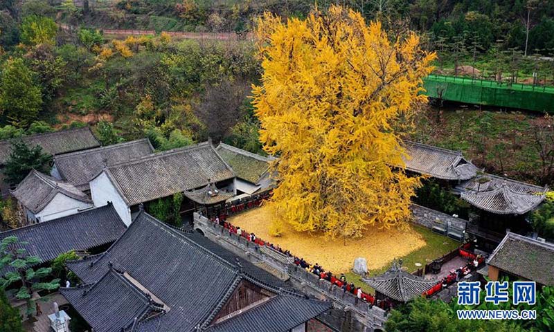 Les photos d'un ginkgo vieux de 1 400 ans deviennent virales